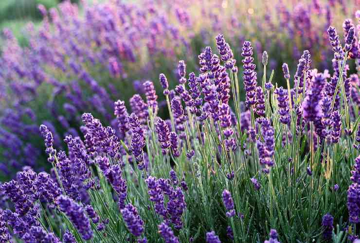 lavanda nei cassetti